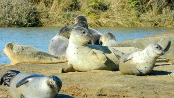 Image shows multiple seals lying on a sand bank 